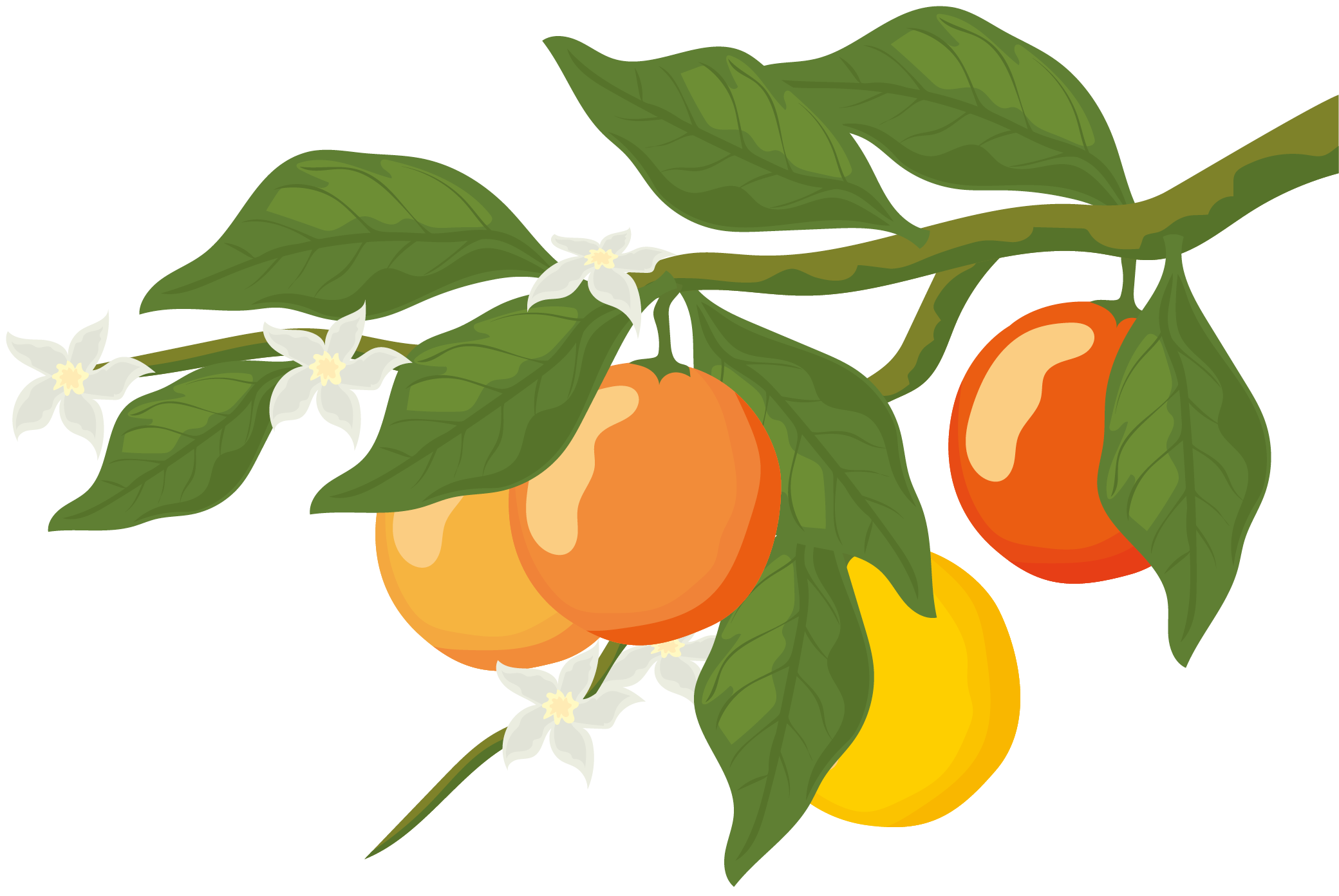 Citrus